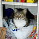 cabinet cat